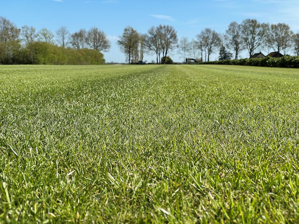 grasmaaien na regen